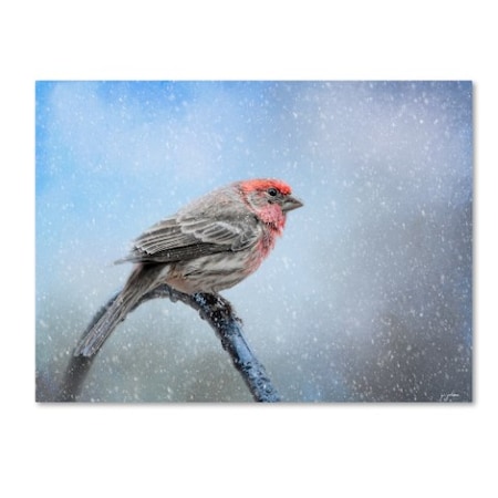 Jai Johnson 'Finch In The Snow' Canvas Art,24x32